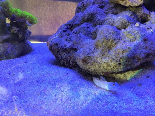 image.jpg (74.25 KiB) Vist 3080 gange Ny beboer