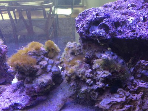 image.jpg (68.64 KiB) Vist 3080 gange Grønne hår alger ved at være trætte