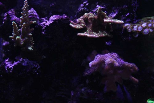 IMG_9351.JPG
