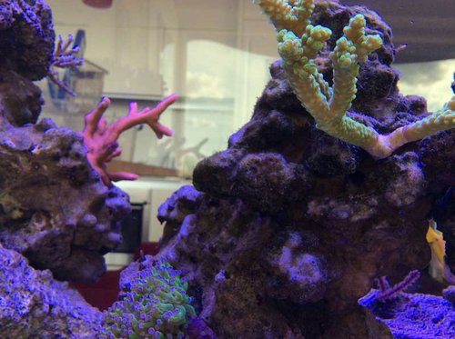 image.jpg (54.11 KiB) Vist 3441 gange Fine farver, men savner lidt polyp på bali