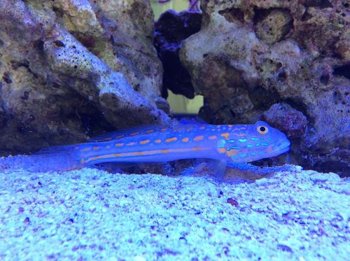 image.jpg (71.85 KiB) Vist 3441 gange Sandspiser. Han af par