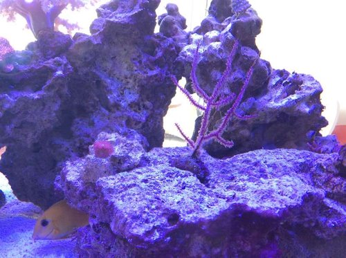 image.jpg (68.21 KiB) Vist 3441 gange Nyindkøb + ny oliven kirurg