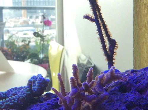 image.jpg (45.09 KiB) Vist 3493 gange Masser af polyp her også