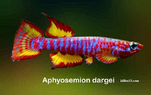 Aphyosemion dagei