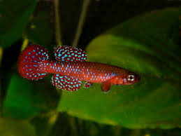 Diapteron cyanostictum