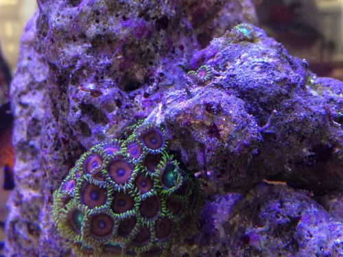 Zoa's
