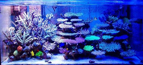 anagonbe-fts-1.jpg