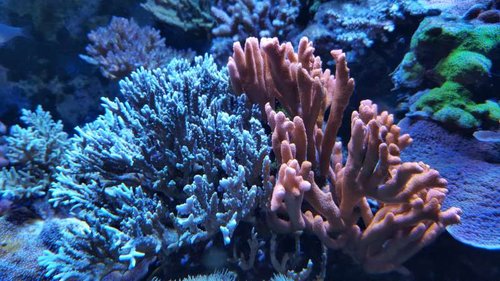 Anaacropora og Montipora digitata orange/rød.
