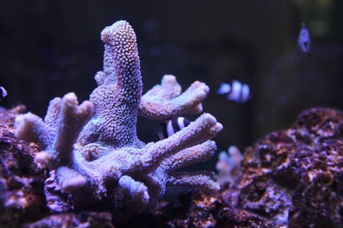 IMG_4974.JPG