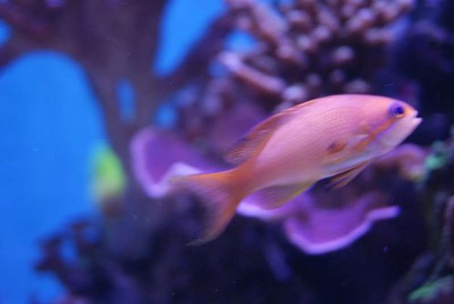 Pseudanthias Squamipinnis