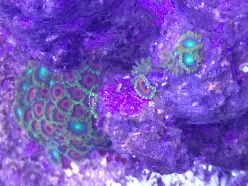 Zoa's med mojo anemoner!!!