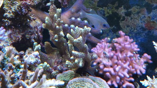 20150901_125421.jpg (61.98 KiB) Vist 3303 gange Montipora confusa