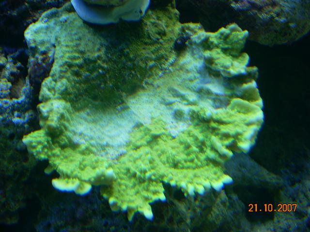 Grøn flad Montipora. Har været fortæt på en Pavona cactus