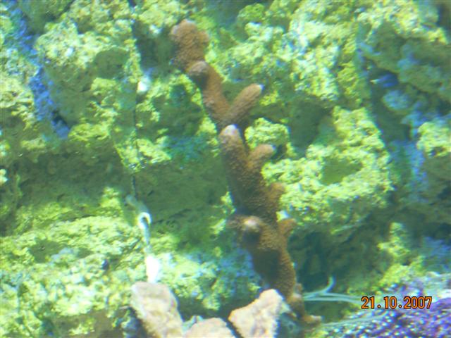 Orange M. digitata