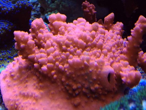 Montipora Setosa.