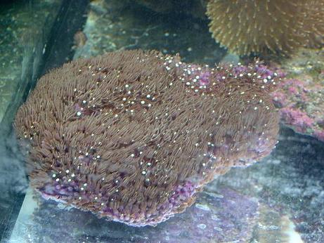 stjernepolyp.JPG