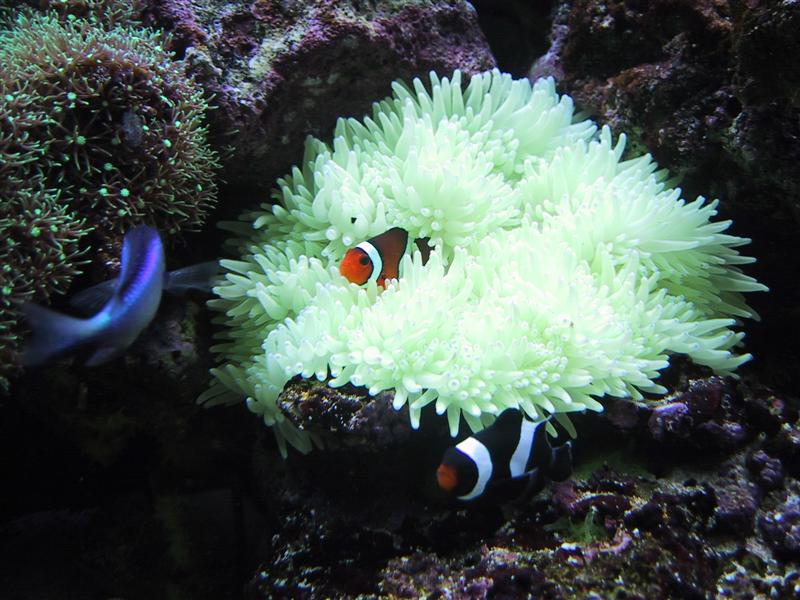 Klovne i anemone.JPG