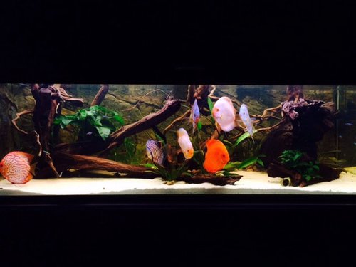 560 liter discus-akvarie