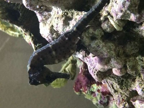 image.jpg (54.42 KiB) Vist 6876 gange Nr2