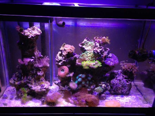 Billede 20-09-2015 20.00.56.jpg (55.67 KiB) Vist 2596 gange 4 uger efter flytning i Hus