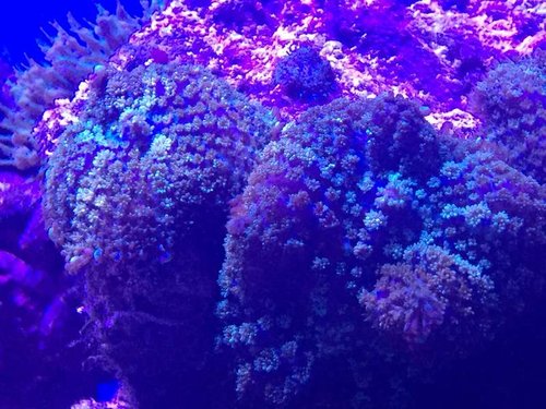 Koral 3