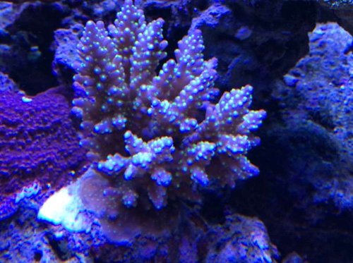 Acropora Valida.