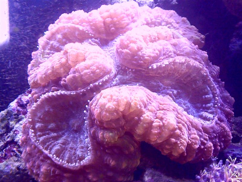 Koral 2 (Medium).jpg