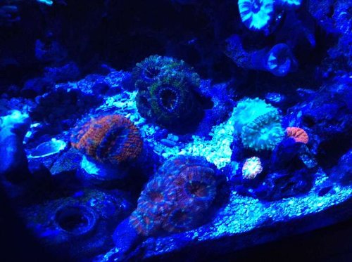 Acan