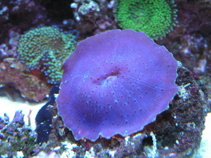 forum pic 67.jpg