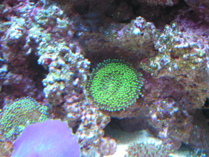 forum pic 62.jpg