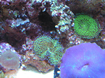 forum pic 61.jpg
