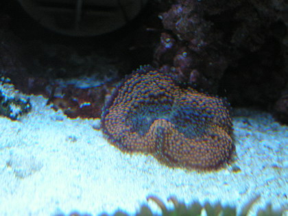 forum pic 60.jpg