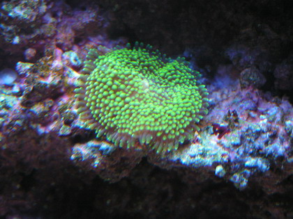forum pic 59.jpg