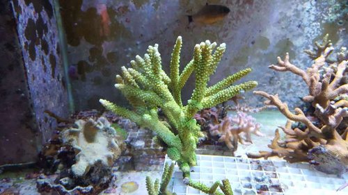 Acropora yongei &quot;Bali slimer&quot;