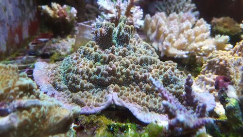 Montipora &quot;true undata&quot;. Billedet taget på samme måde som med mind trick, for at undgå blåfarvning
