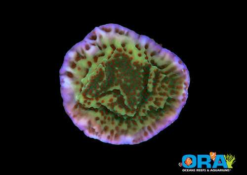 ORA-Mind Trick Montipora.