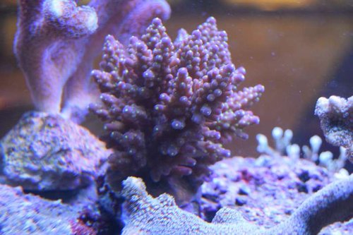 DSC_0054.JPG