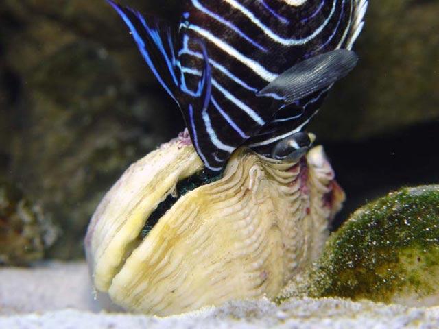 58307clam-killed-angel-3 (Small).jpg