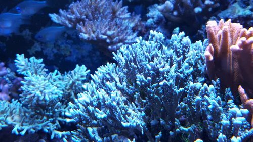 Anacropora spec.