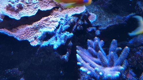Acropora horrida. Det er den lille blå, lige under den røde plade monti.