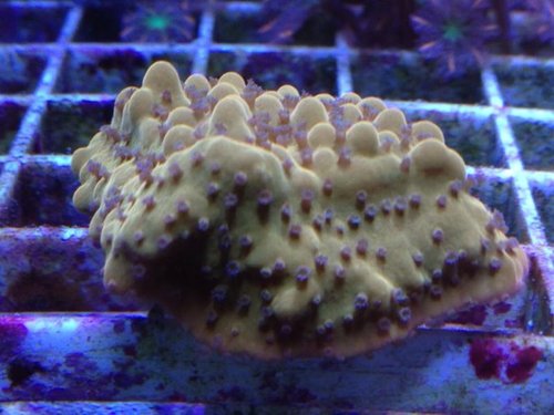 JF &quot;slow burn&quot; montipora - måske
