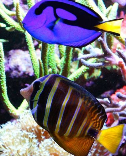 Zebrasoma Veliferum og Paracanthurus hepatus