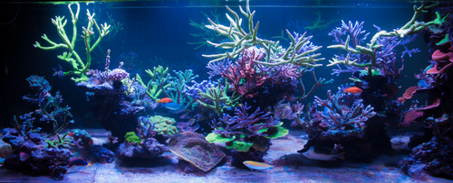 5.png (478.01 KiB) Vist 1461 gange 5.png