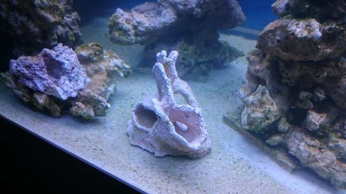 Den lille Magnetic Reef Shelf fra The alternative Reef