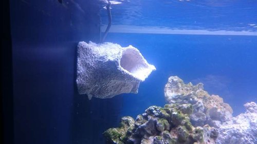 Den store Magnetic Reef Shelf fra The alternative Reef