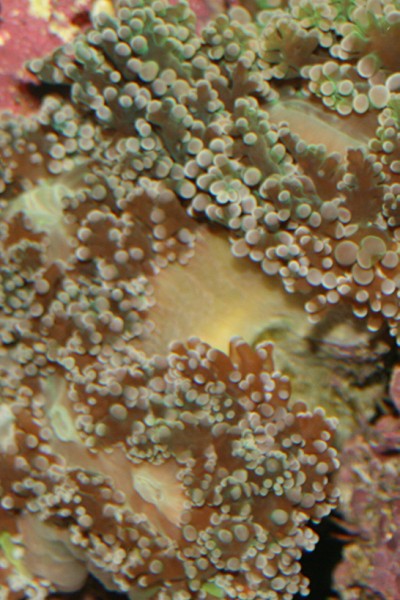 Koral2 (400 x 600).jpg