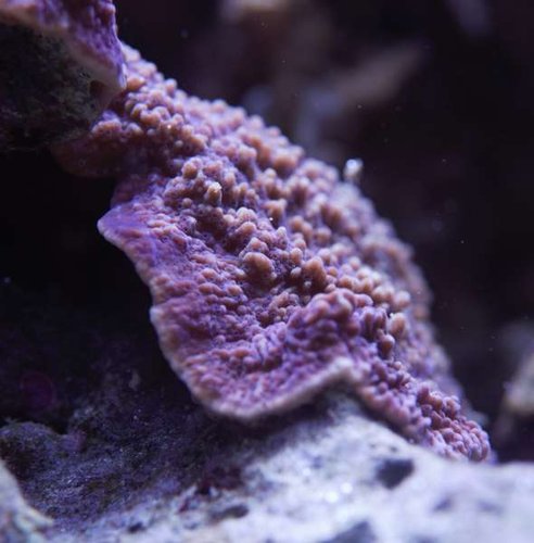 DSC_0651.jpg