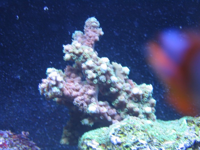 Acropora sp..jpg