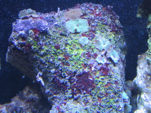 Actinodiscus sp..jpg