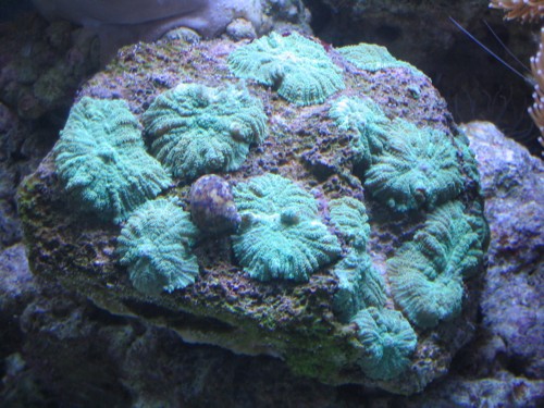 Rhodactis sp..jpg